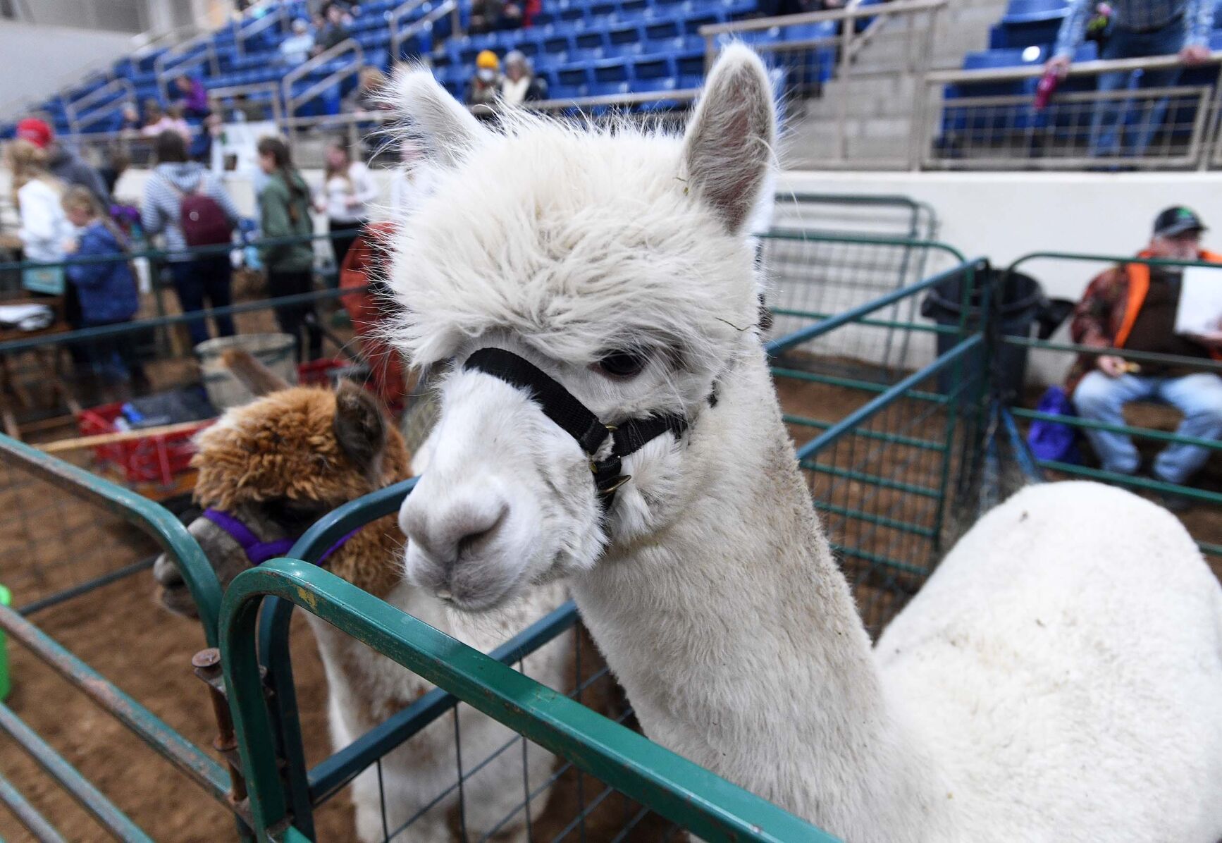 PA Farm Show Tuesday 2.JPG